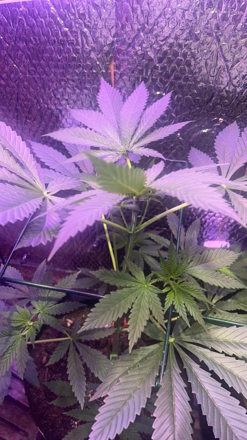 RS11 Ganjafarmer CCG B. Week 6