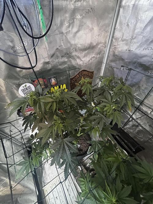 RS11 Ganjafarmer CCG C. Week 8