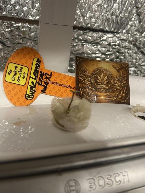 Purple Lemon Tree OSS. CCG.. Week 0