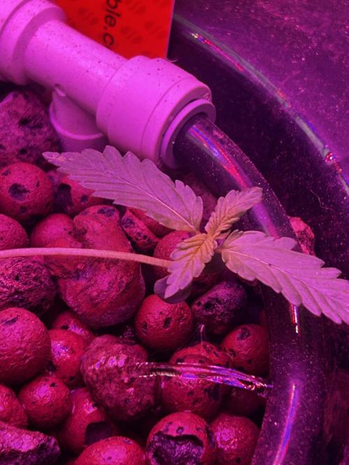 Purple Lemon Tree OSS. CCG.. Week 3