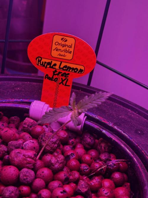 Purple Lemon Tree OSS. CCG.. Week 3