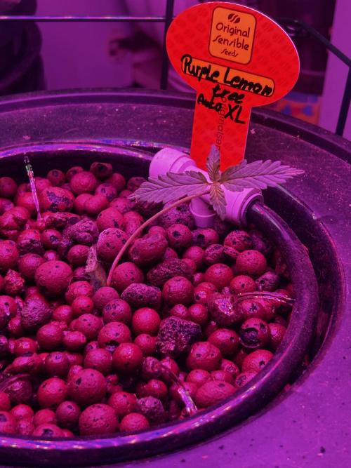 Purple Lemon Tree OSS. CCG.. Week 3