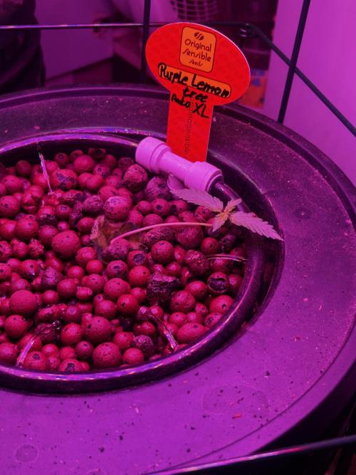 Purple Lemon Tree OSS. CCG.. Week 3