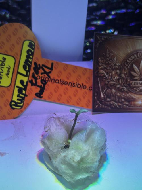 Purple Lemon Tree OSS. CCG.. Week 3