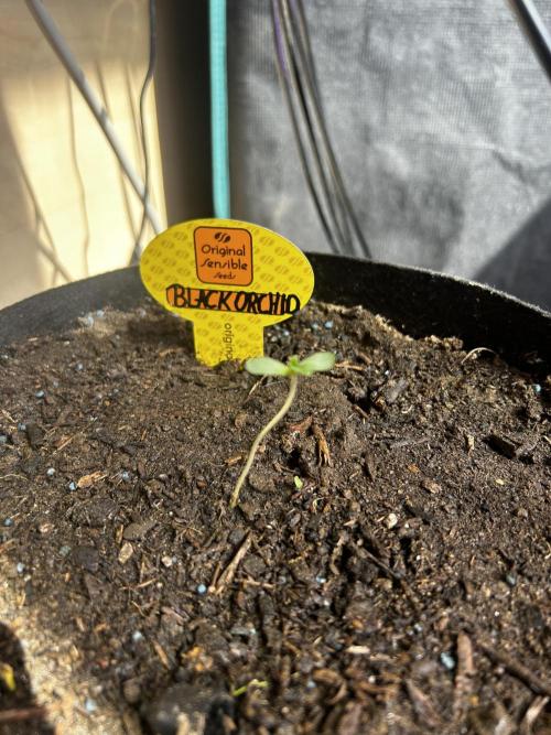 Black Orchid. Week 0