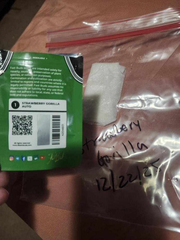 Strawberry Gorilla. Week 0 - Paper towel method. 