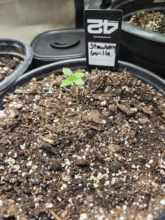 Strawberry Gorilla. Week 1 - Noticed it had a lil stretch, decided to move closer to the light.