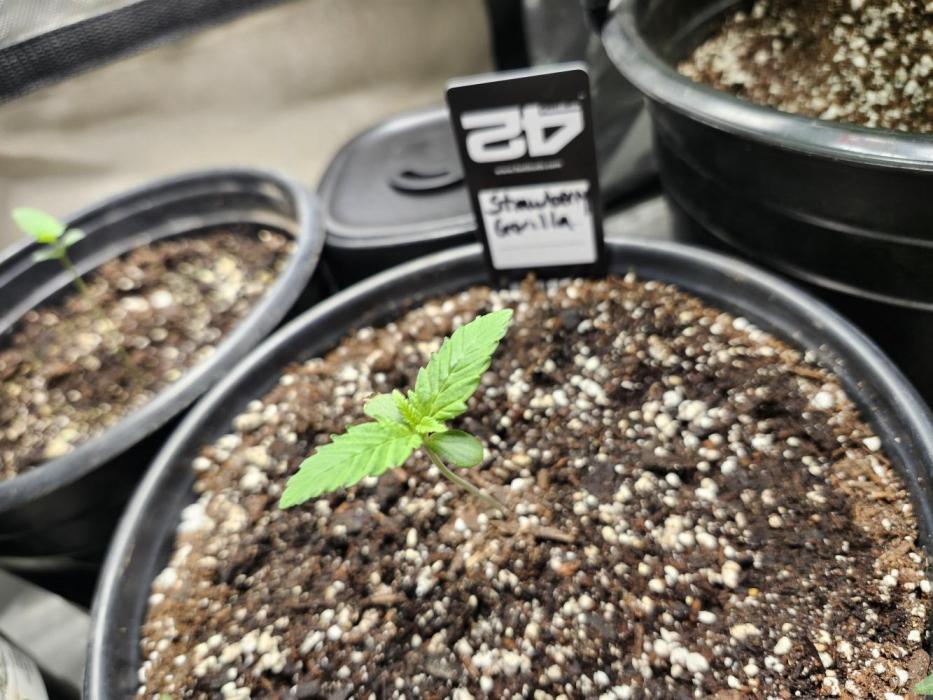 Strawberry Gorilla. Week 2 - Stopped stretching, looking good.