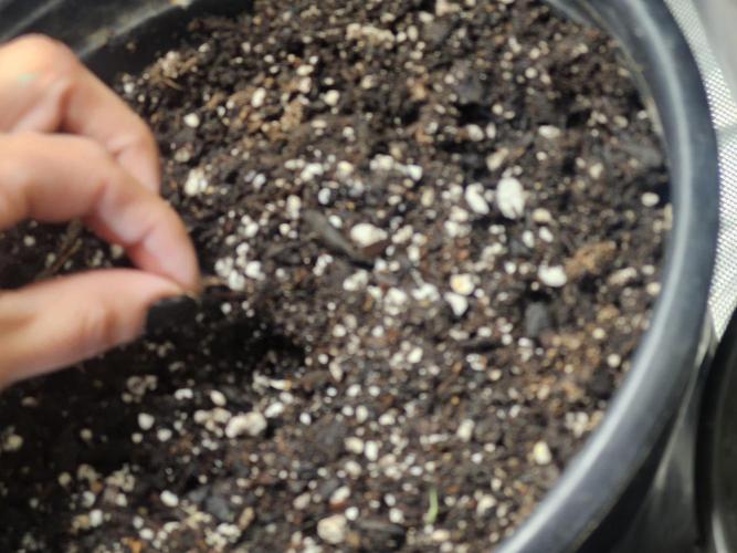 Daisy's Mystery Auto. Week 0