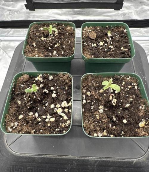 Skywalker Haze. Week 1