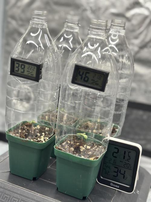 Skywalker Haze. Week 1