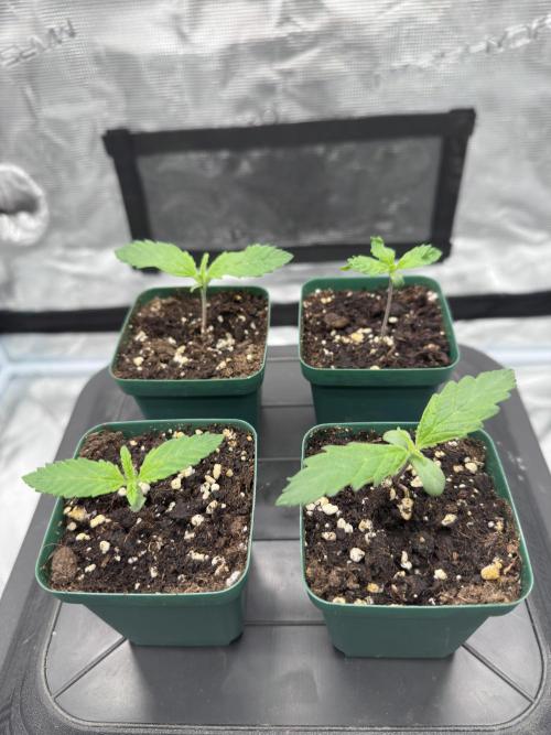 Skywalker Haze. Week 1 -   Tag 7 
💧30ml 