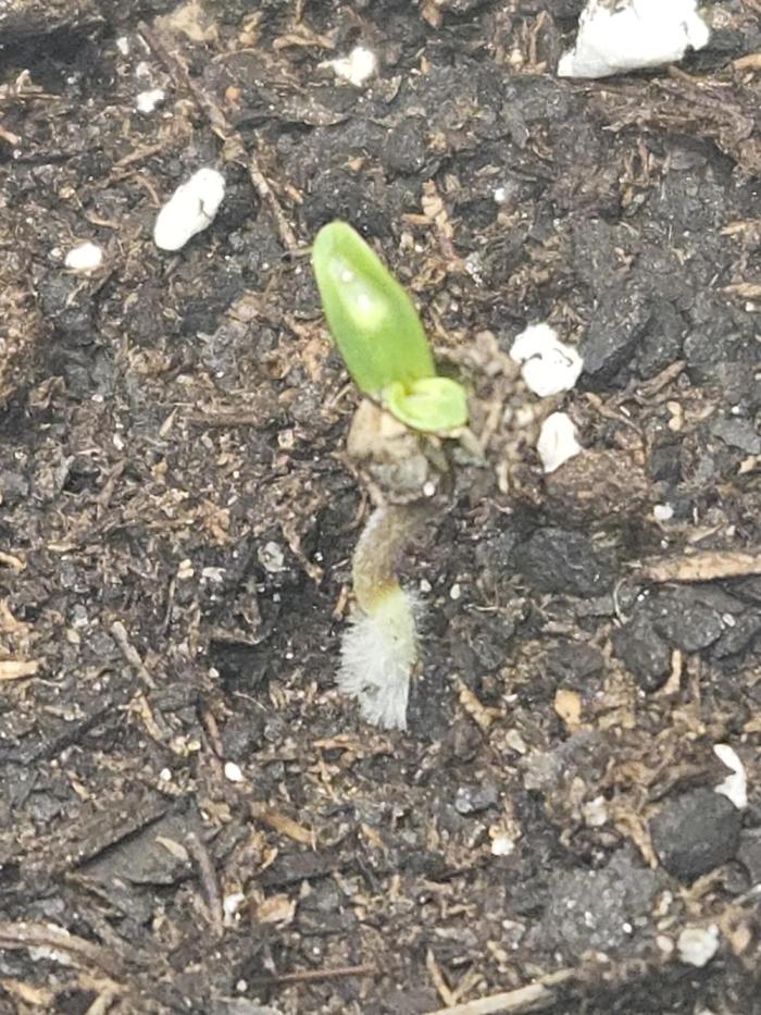 Green Crack. Week 0 - I believe this little thing started to damp off