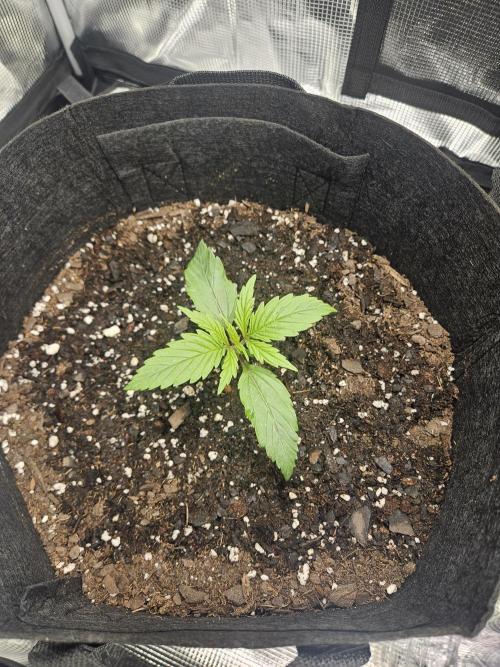 Green Crack. Week 1 - 2