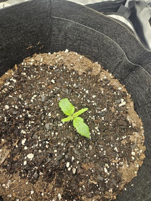 Green Crack. Week 1 - 1