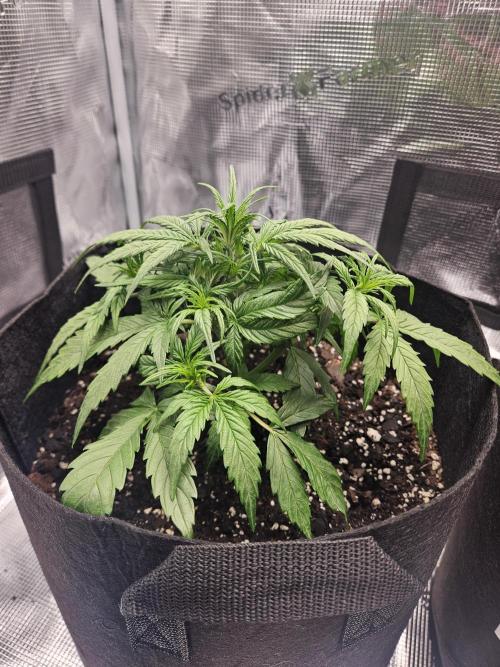 Green Crack. Week 2 - 2 - this plant wasn't stunted in germination 