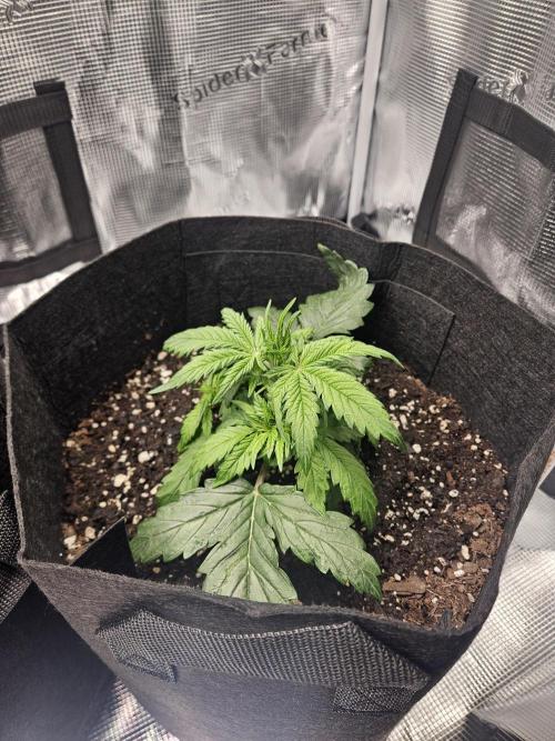 Green Crack. Week 2 - 1-Ibelieve this plant overcome damping off at germination.  It is coming around 