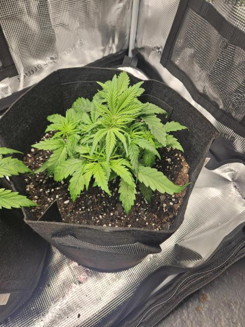 Green Crack. Week 3 - 1