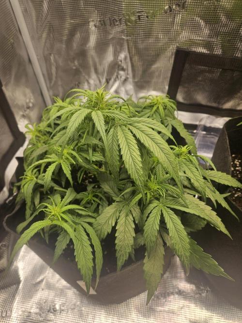 Green Crack. Week 5 - GC 1