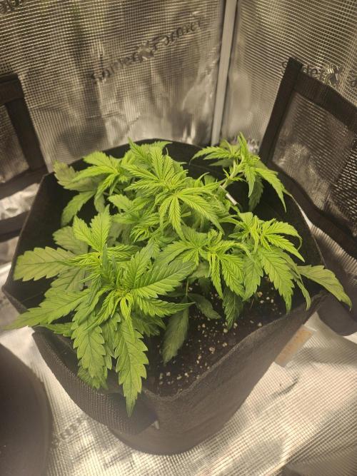 Green Crack. Week 5 - Stumpy