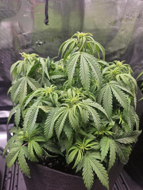 Green Crack. Week 7 - Stump stepping up big