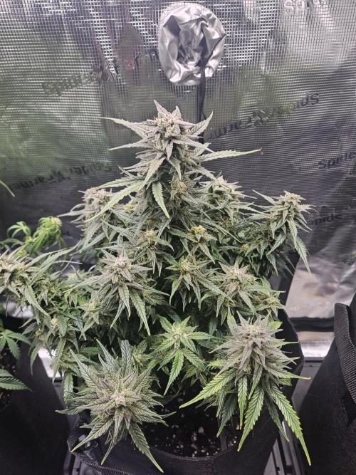 Green Crack. Week 10