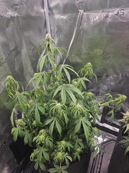 Green Crack. Week 10