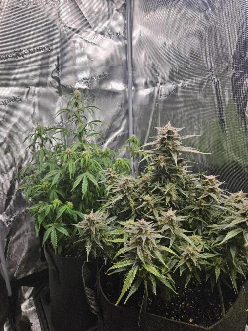 Green Crack. Week 11