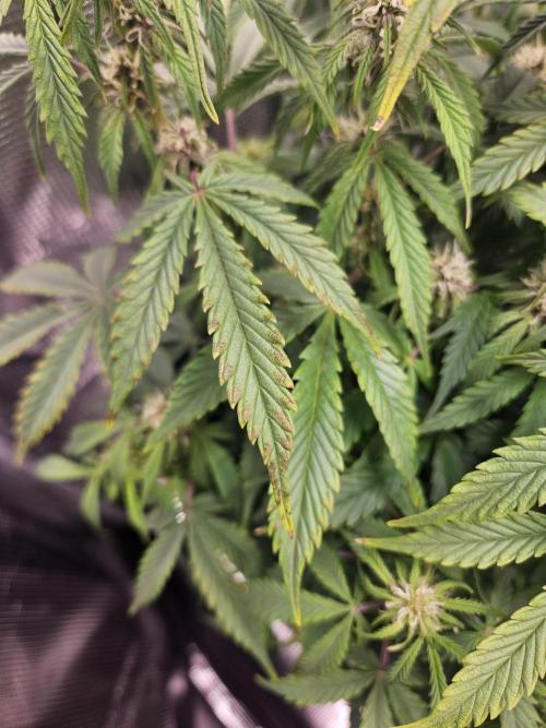 Green Crack. Week 11