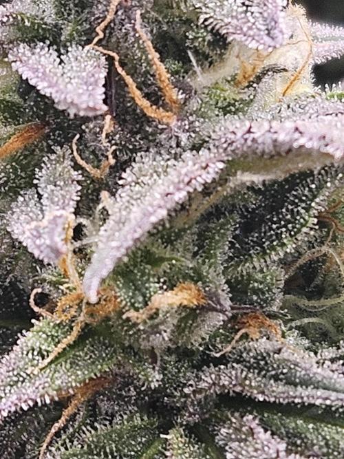 Green Crack. Week 11