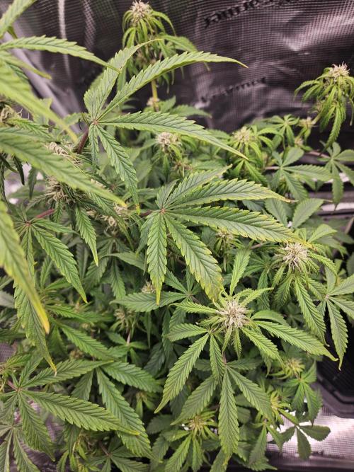 Green Crack. Week 11