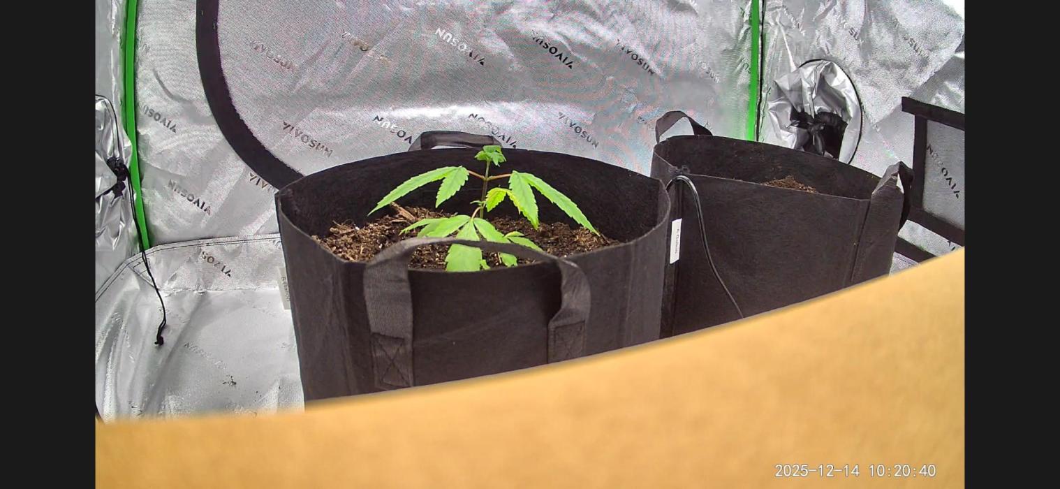 Acapulco Gold. Week 4