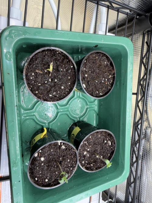 Simplegrow1 Diary. Week 0