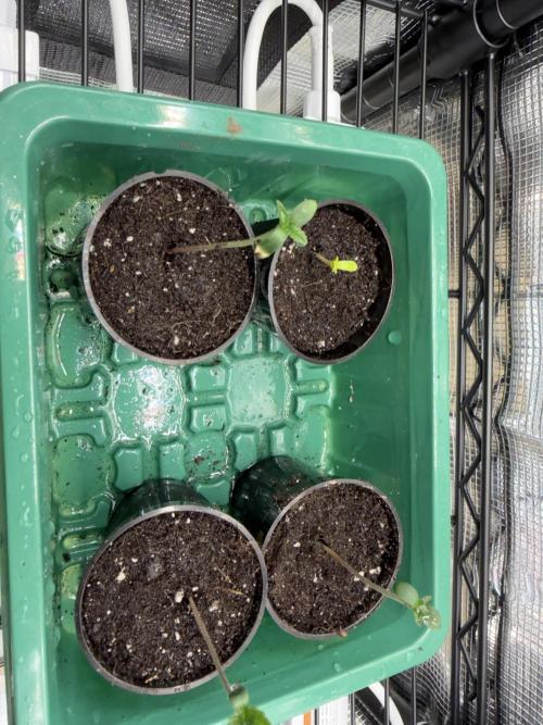 Simplegrow1 Diary. Week 0