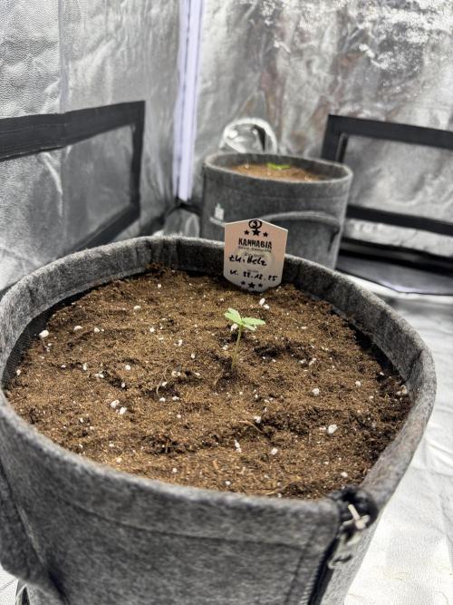 Simplegrow1 Diary. Week 1