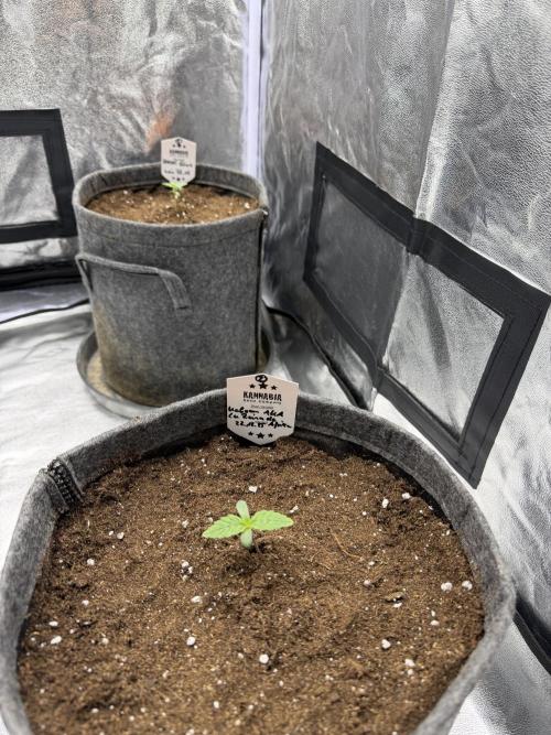 Simplegrow1 Diary. Week 1