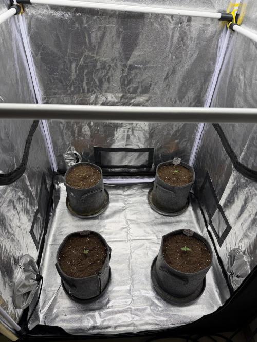 Simplegrow1 Diary. Week 1