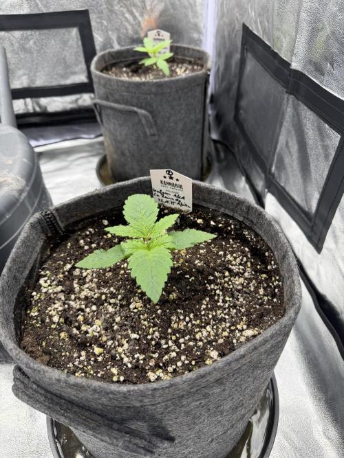 Simplegrow1 Diary. Week 2