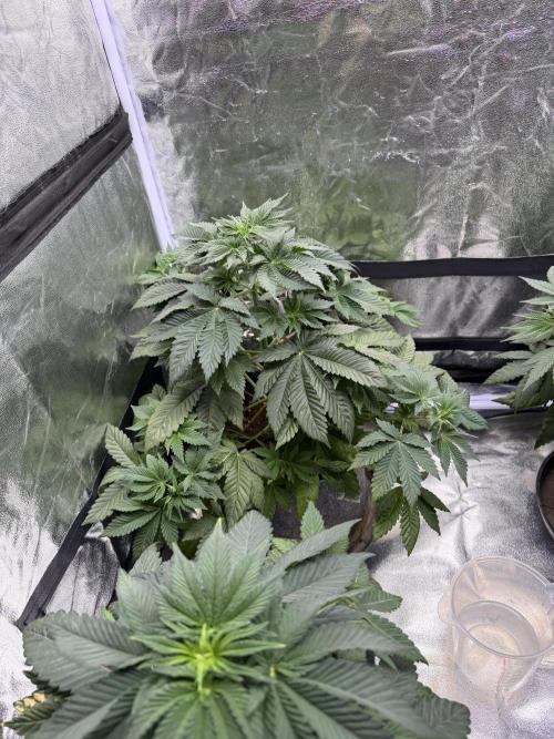 Simplegrow1 Diary. Week 4