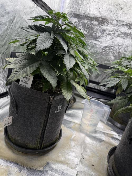 Simplegrow1 Diary. Week 4