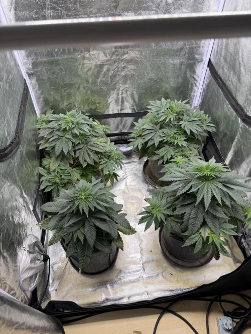 Simplegrow1 Diary. Week 4