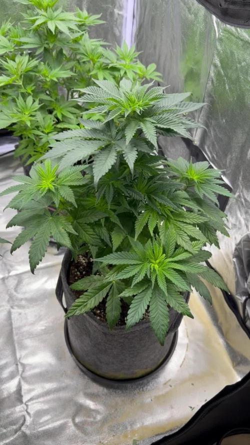 Simplegrow1 Diary