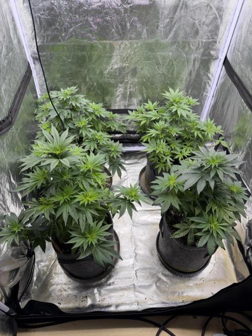 Simplegrow1 Diary. Week 5 - Hab noch ne Woche vegie mit dran gehängt, das sie noch bissl größer werden. 

