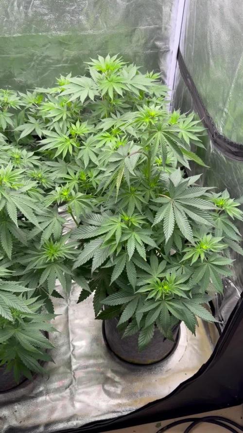 Simplegrow1 Diary