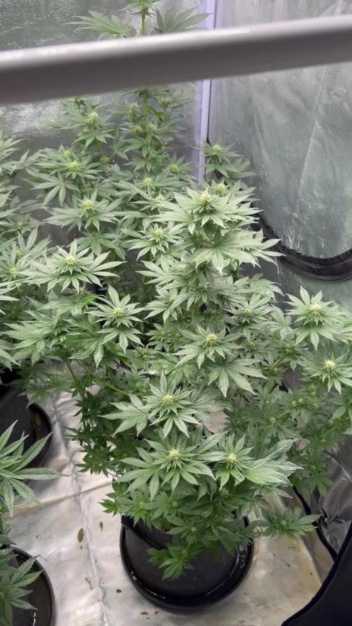 Simplegrow1 Diary