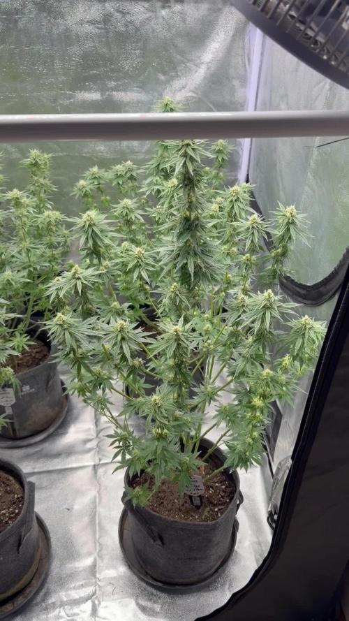 Simplegrow1 Diary