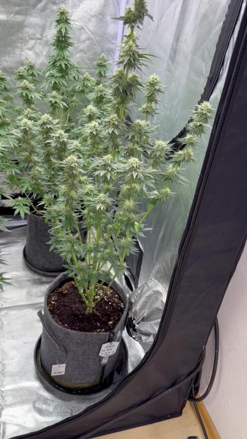 Simplegrow1 Diary