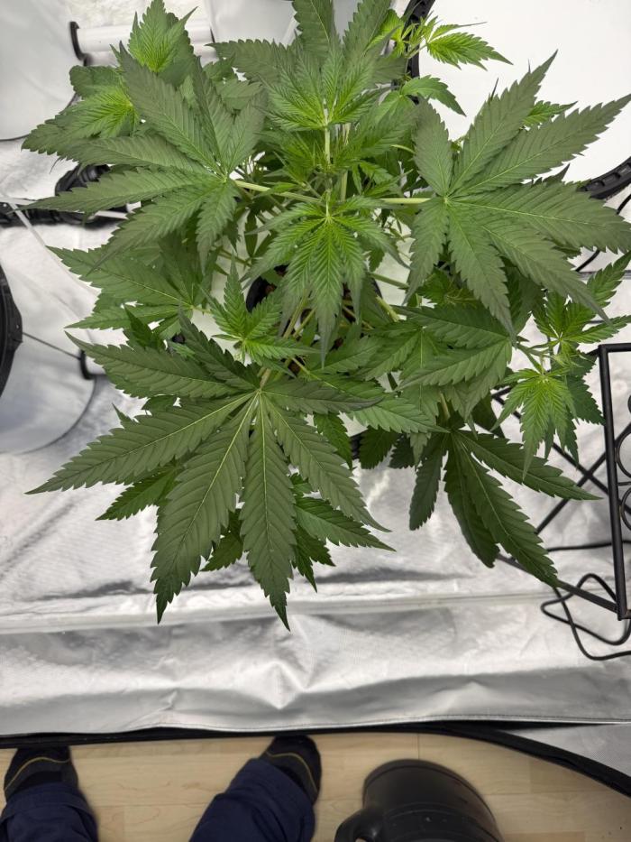 Ganjafarmer. Week 4 - Habe die RS11C nun heute getoppt, und einen leichten Licht schnitt.