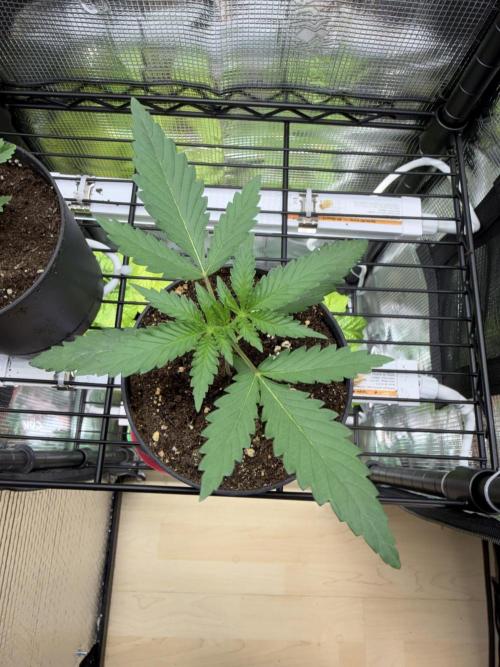 Ganjafarmer. Week 1 - Man sieht wie schön gesund sie ist und kräftig wird sie auch.
