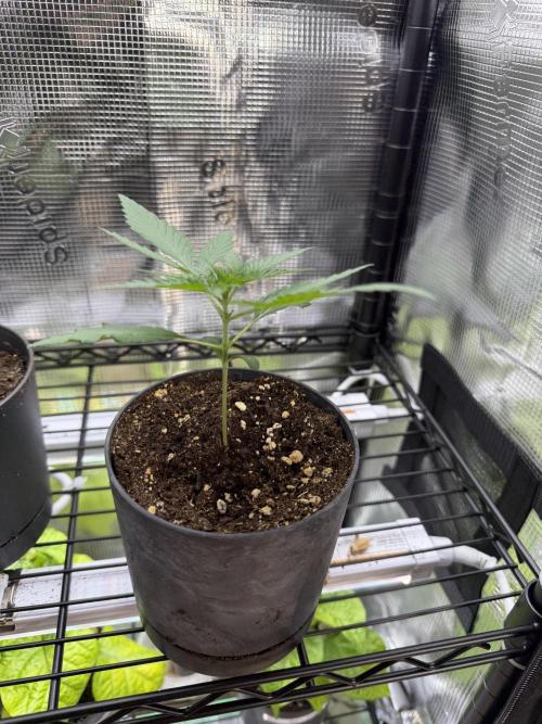 Ganjafarmer. Week 1